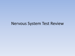 Nervous System Test Review