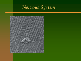 Nervous System - We Heart Science