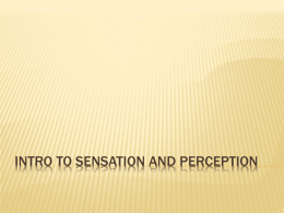 Intro to Sensation and Perception