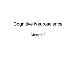 Cognitive Neuroscience - U
