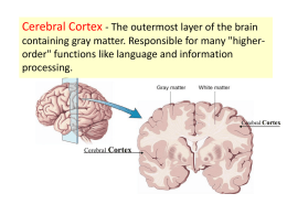 Interbrain and Brainstem