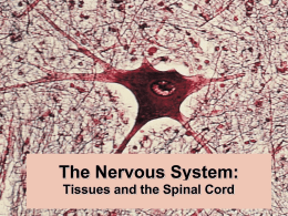 Nervous Tissue