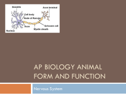 AP Biology Animal Form and Function Nervous ppt.