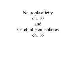 Neuropsychological Disorders, Damage to CNS, and - U