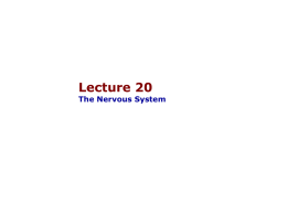 20-NervousSystem