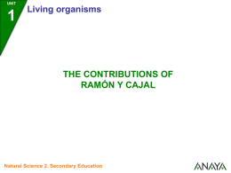 The contributions of Ramón y Cajal
