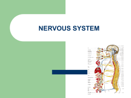 nervous system - Cloudfront.net