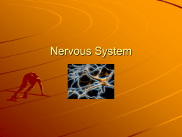 Nervous System - Central Dauphin School District
