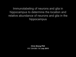 immuno 2015 - hippocampus