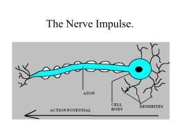 The Nerve Impulse.