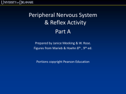 Peripheral NS: Sensory processing & receptors