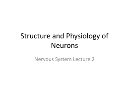 Structure and Physiology of Neurons
