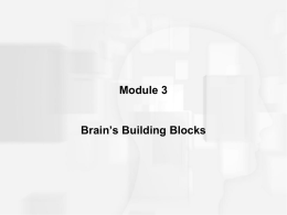 Brain_s Building Blocks-Student