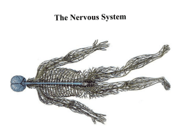 The Nervous System (PowerPoint)