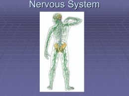 Nervous System - School District of La Crosse