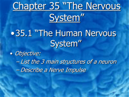 Chapter 35 “The Nervous System