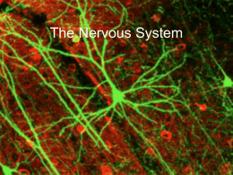 Nervous System - Westminster College