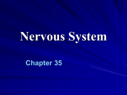 Ch. 35 Nervous System edit