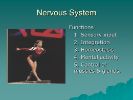 Nervous System - Belle Vernon Area School District