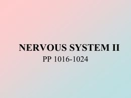 NERVOUS SYSTEM II