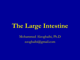 10 L 11, The Large Intestine