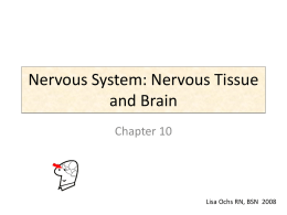 Nervous System: Nervous Tissue and Brain