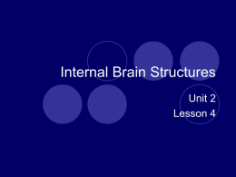 Internal Brain Structures