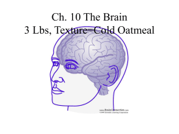 The Brain 3 Lbs, Texture=Cold Oatmeal