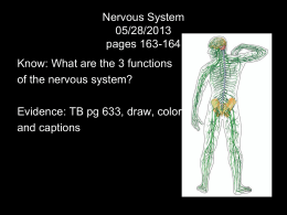 Nervous System 4/28/09