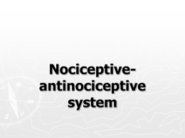 Nociceptive-antinociceptive system