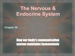 Chapter 29 Nervous and Endocrine System
