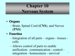 Nervous system - Effingham County Schools