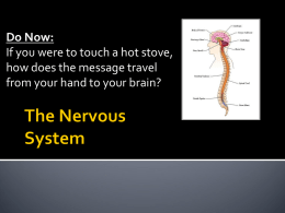 The Nervous and Integumentary Systems