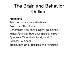 Brain Organizing Principles and Functions
