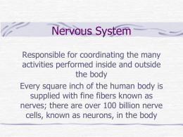 Chp.6 Nervous System