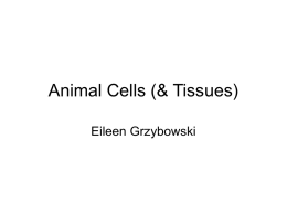 Cells & Tissues