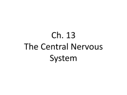 Ch. 13 The Spinal Cord, Spinal Nerves, and Somatic Reflexes