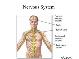 Nervous System - Effingham County Schools