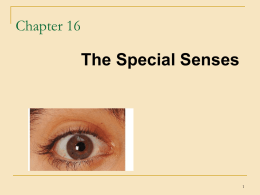 Special senses - Human Anatomy