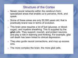 Module 6 The Cerebral Cortex and Our Divided Brain