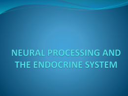 neural processing and the endocrine system