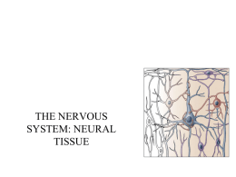 to find the lecture notes for lecture 6 nervous tissue click here