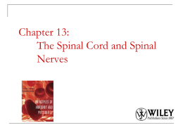 Spinal_Cord_Power_Point