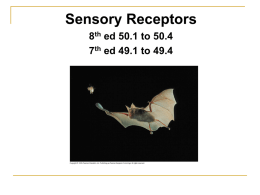 Sensory Receptors