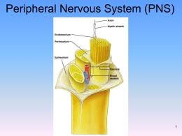 Spinal Nerves Posterior View