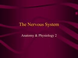 Nervous System & Endocrine System