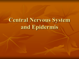 Central Nervous System and Epidermis