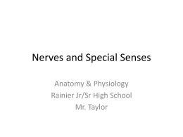 Nerves and Special Senses