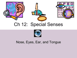 Ch 8: Special Senses