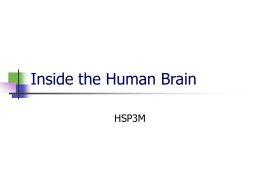 Inside the Human Brain - Hale